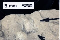 Foto (Detailansicht) von Galatheithes zitteli (von Meyer, 1851) (NHMW-GEO-1990-0041-0529)